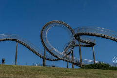 Tiger and Turtle
