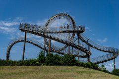 Tiger and Turtle