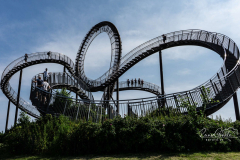 Tiger and Turtle
