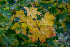 Herbstlaub