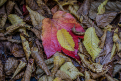 Herbstlaub