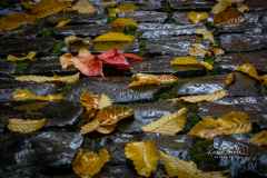 Herbstlaub