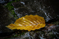 Buchenblatt#