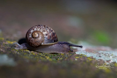 Schnecke